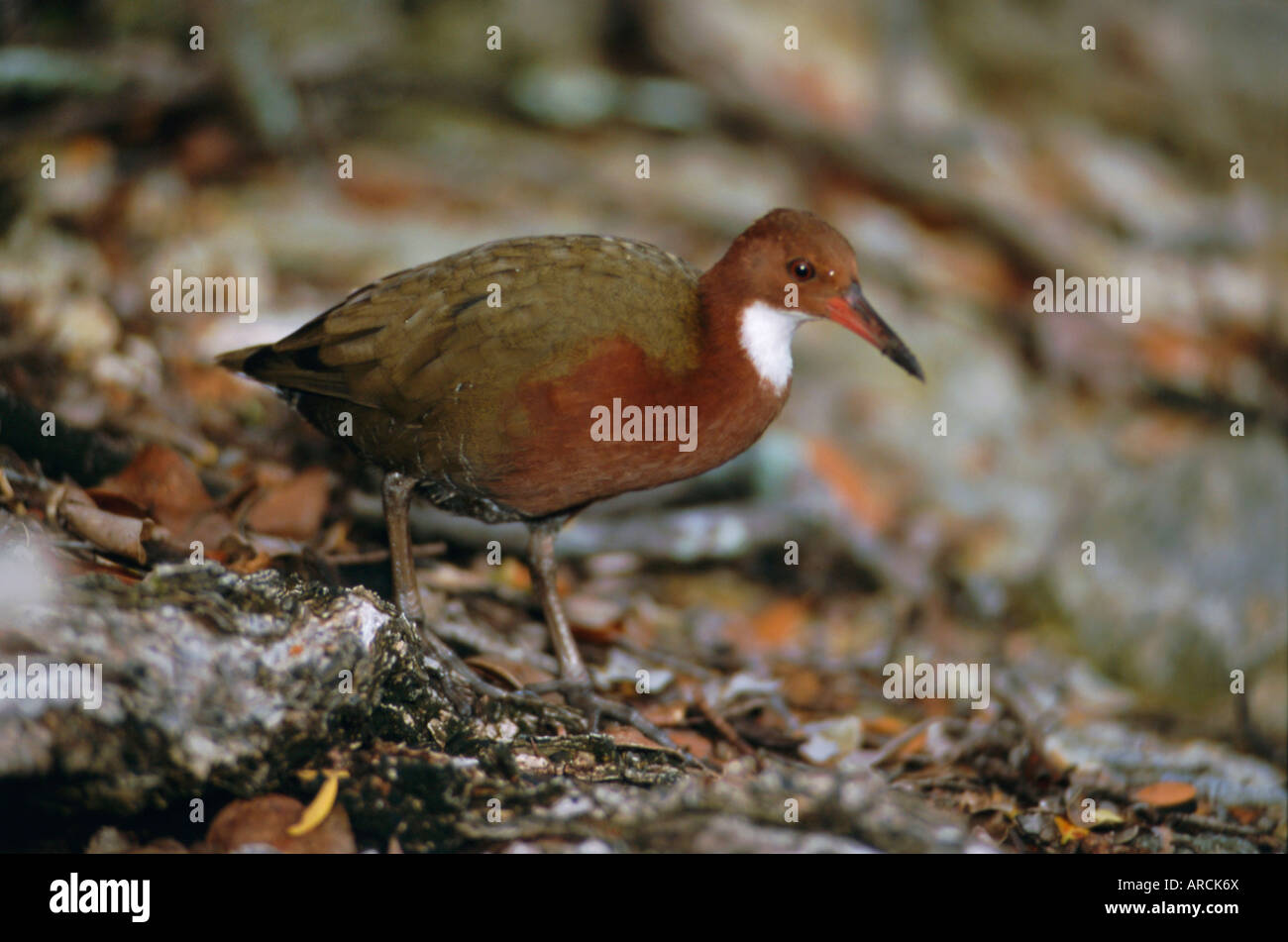 Aldabra rail, last flightless bird of the Indian Ocean, Dryolinnas cuvieri aldabranus Stock Photo