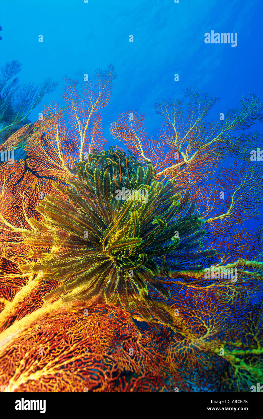 Featherstars perch on the edge of Gorgonian Sea Fans to feed in the current, Fiji, Pacific Ocean Stock Photo