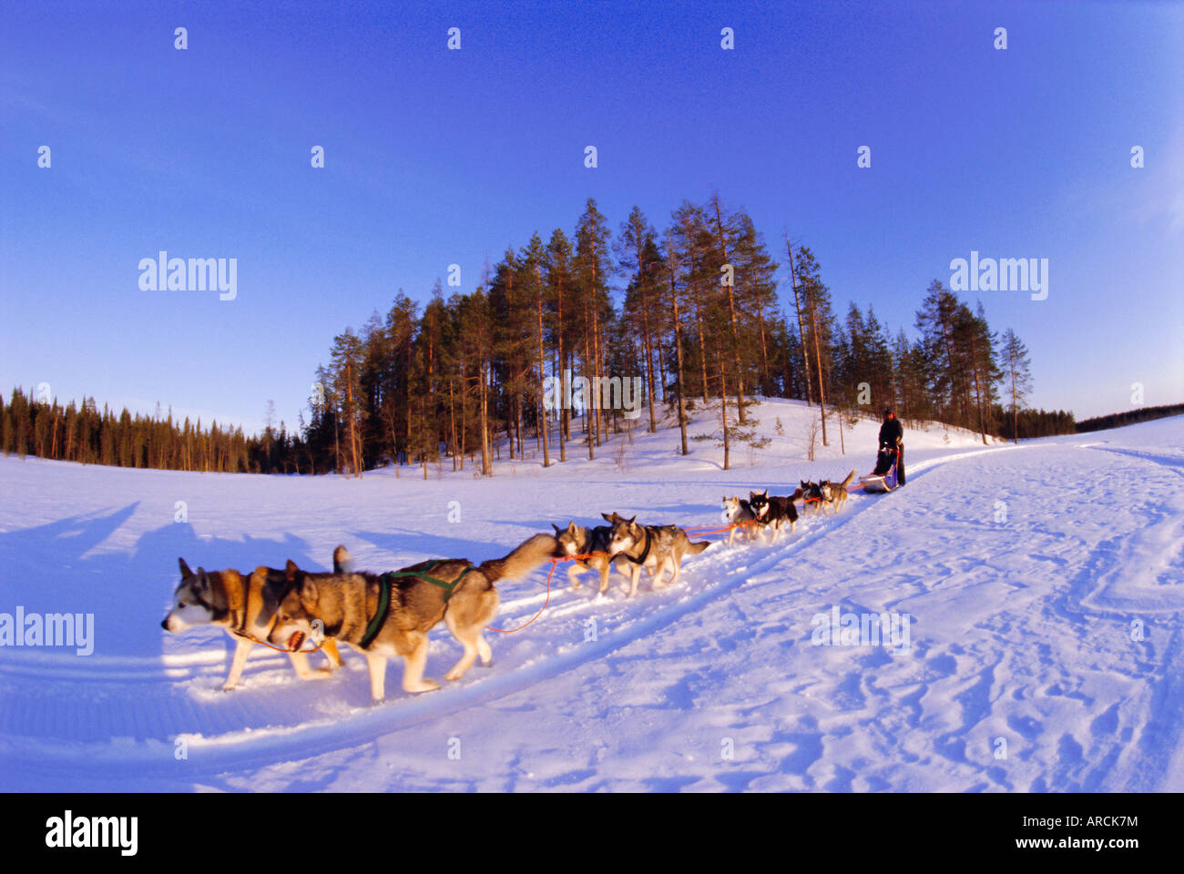 Driving a dogsled with a team of 8 Siberian huskies, Karelia, Finland, Europe Stock Photo