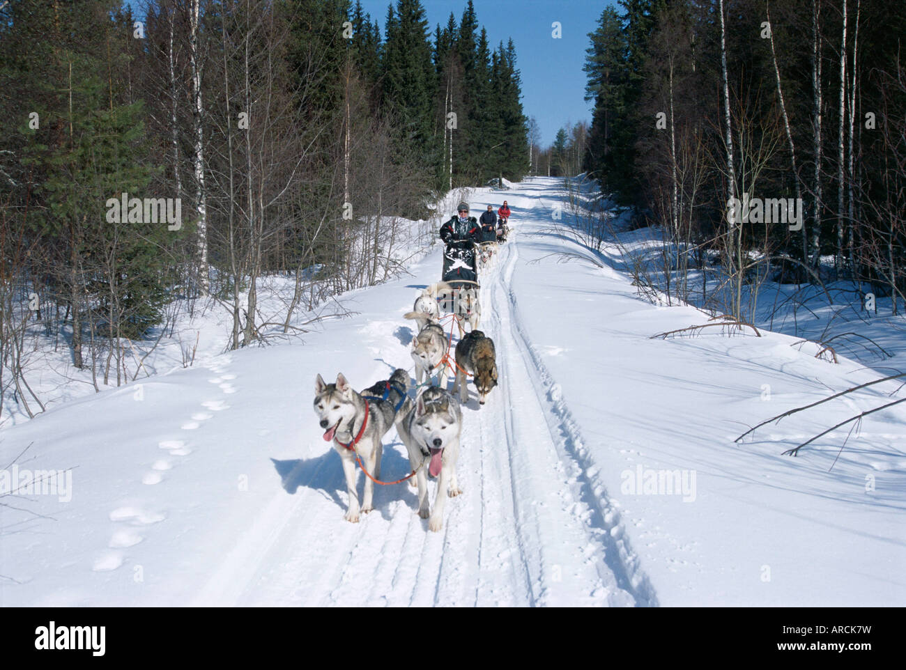 Driving Siberian huskies, Karelia, Finland, Scandinavia, Europe Stock Photo
