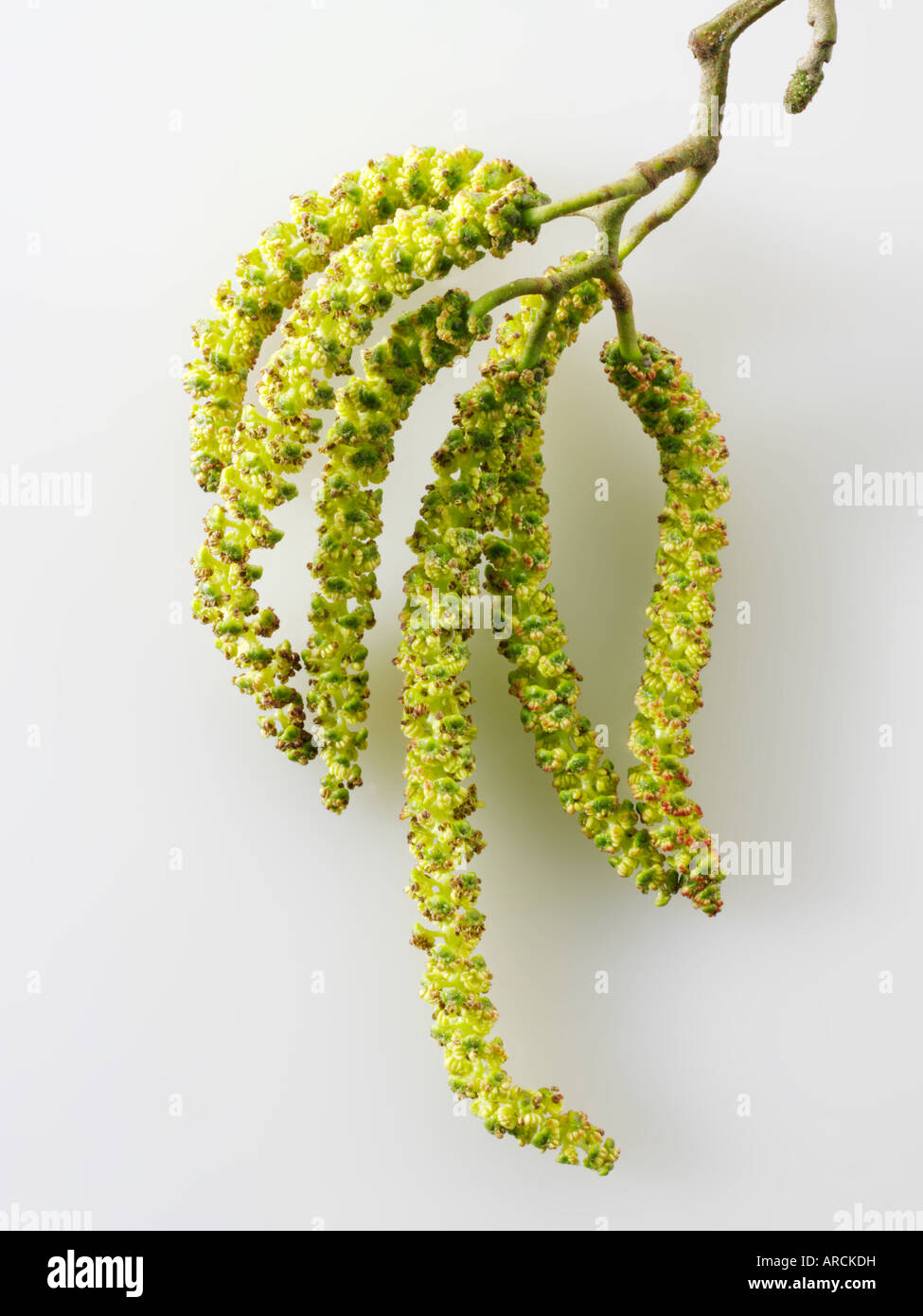 Catkins - Spring tree flowers Stock Photo