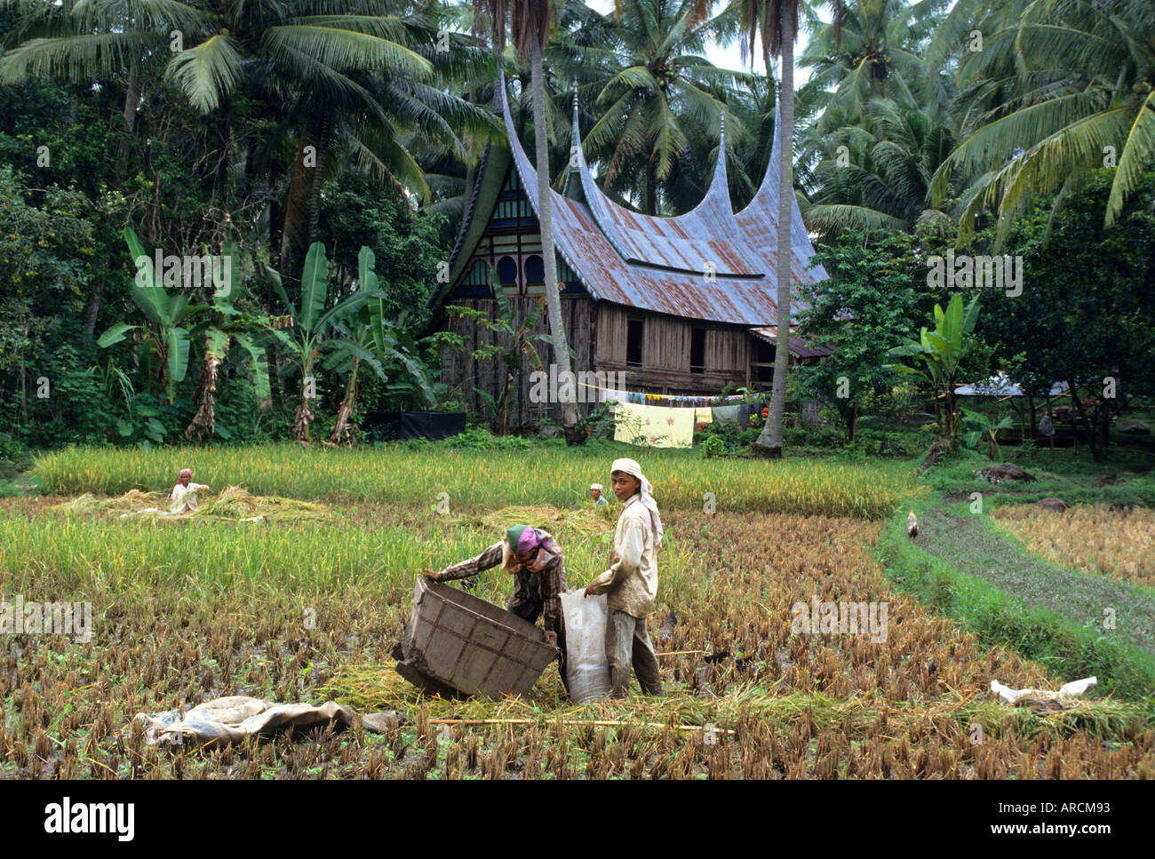 Farm typical, traditional, Minangkabau, house, native,  architecture  Indonesia Sumatra Stock Photo