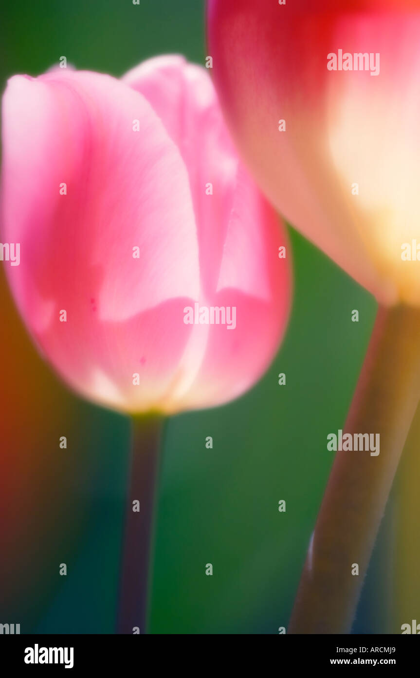Tulip tulipa sp pair hi-res stock photography and images - Alamy
