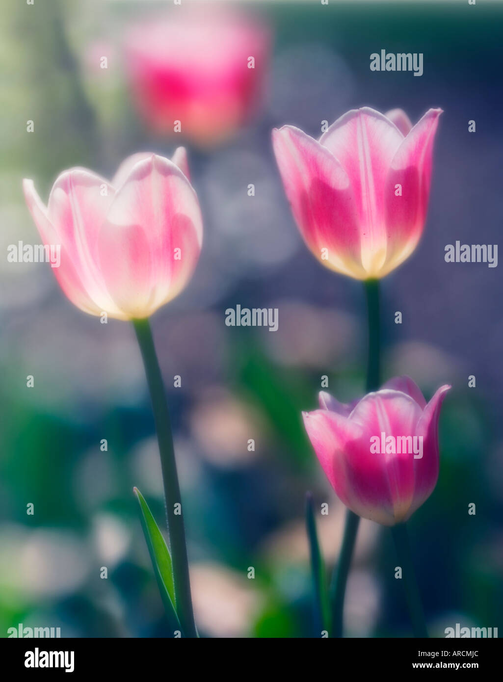 Hybrid of tulip tulipa sp hi-res stock photography and images - Alamy