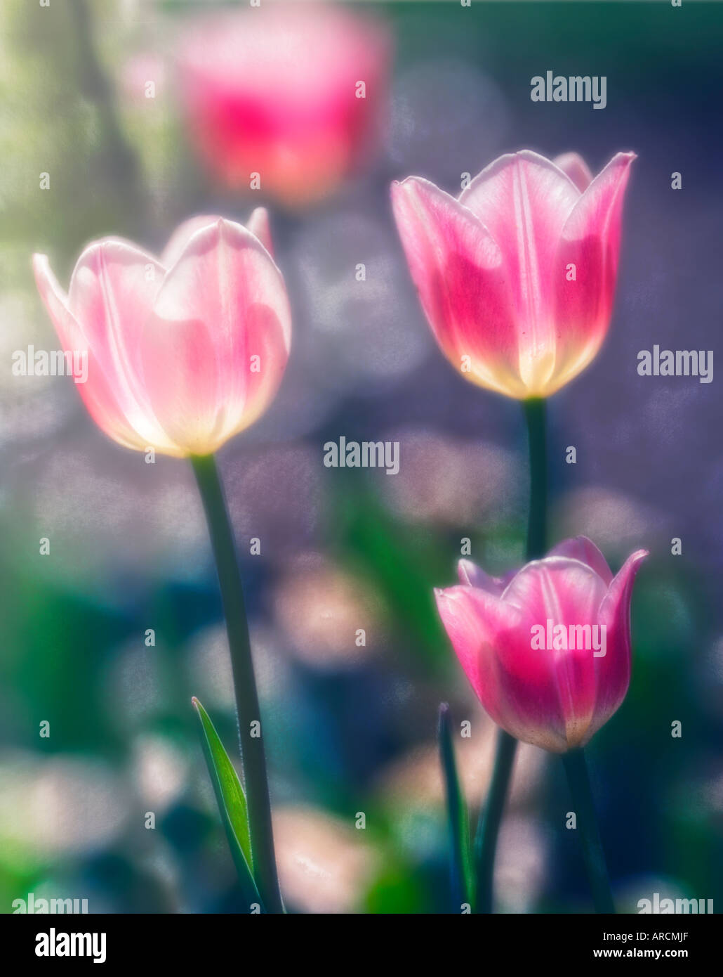 Hybrid of tulip tulipa sp hi-res stock photography and images - Alamy