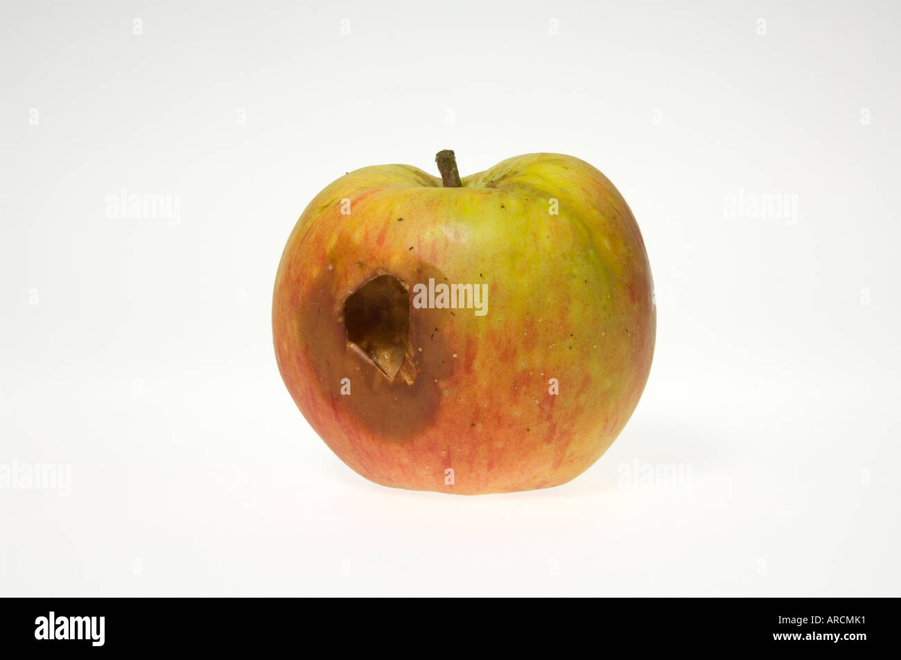 A goodly apple rotten at the core - an apple with damage caused by an insect Stock Photo