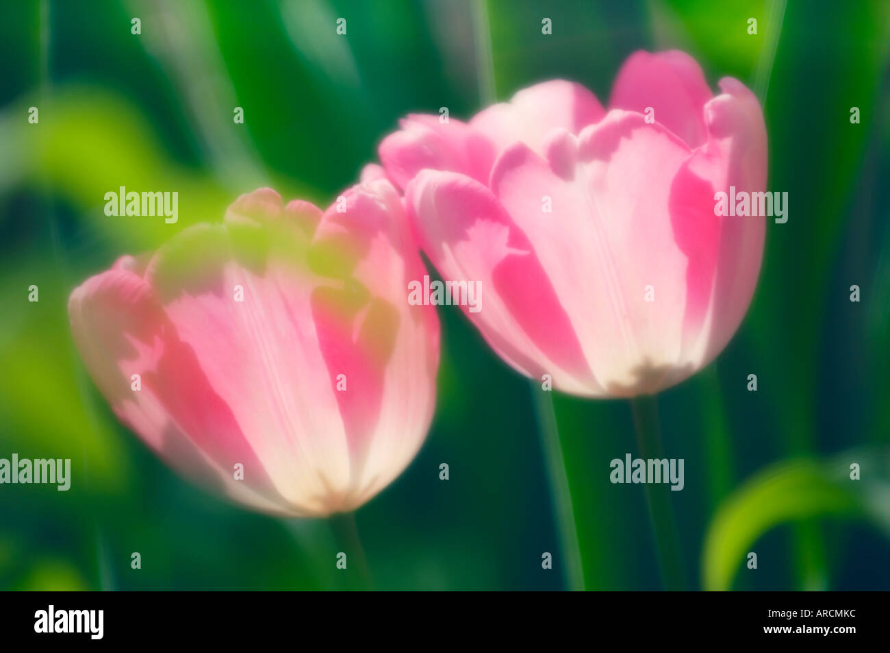 Tulip tulipa sp pair hi-res stock photography and images - Alamy