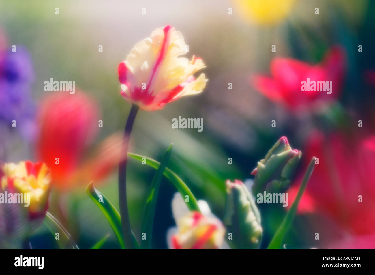 Parrot tulip stamen pink hi-res stock photography and images - Alamy