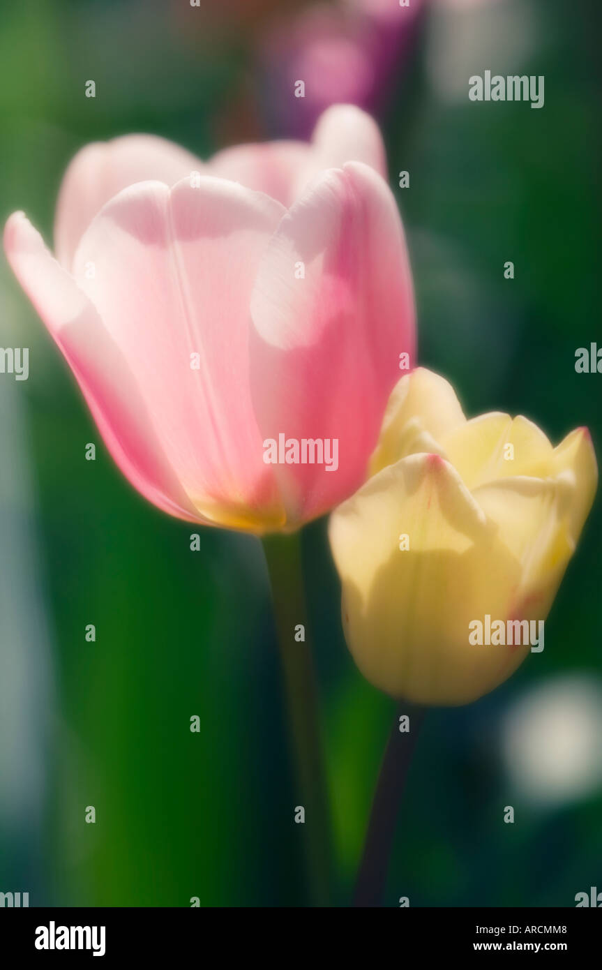 Tulip tulipa sp pair hi-res stock photography and images - Alamy