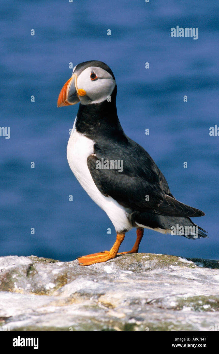 A puffin standing on rock, Farne Islands, Northumberland, England, UK ...