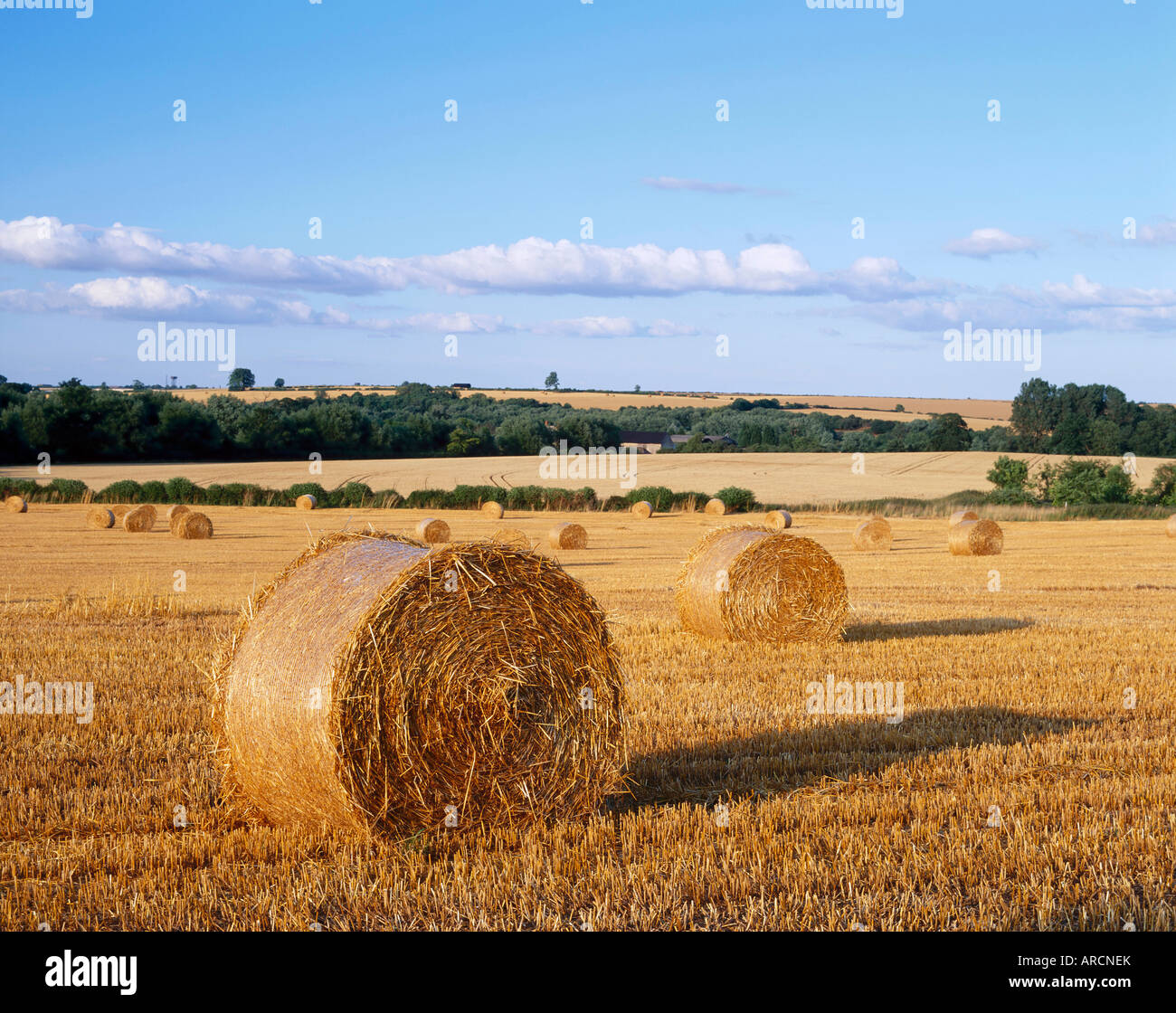 Agricultural landscape with straw bales in a cut wheat field Stock ...