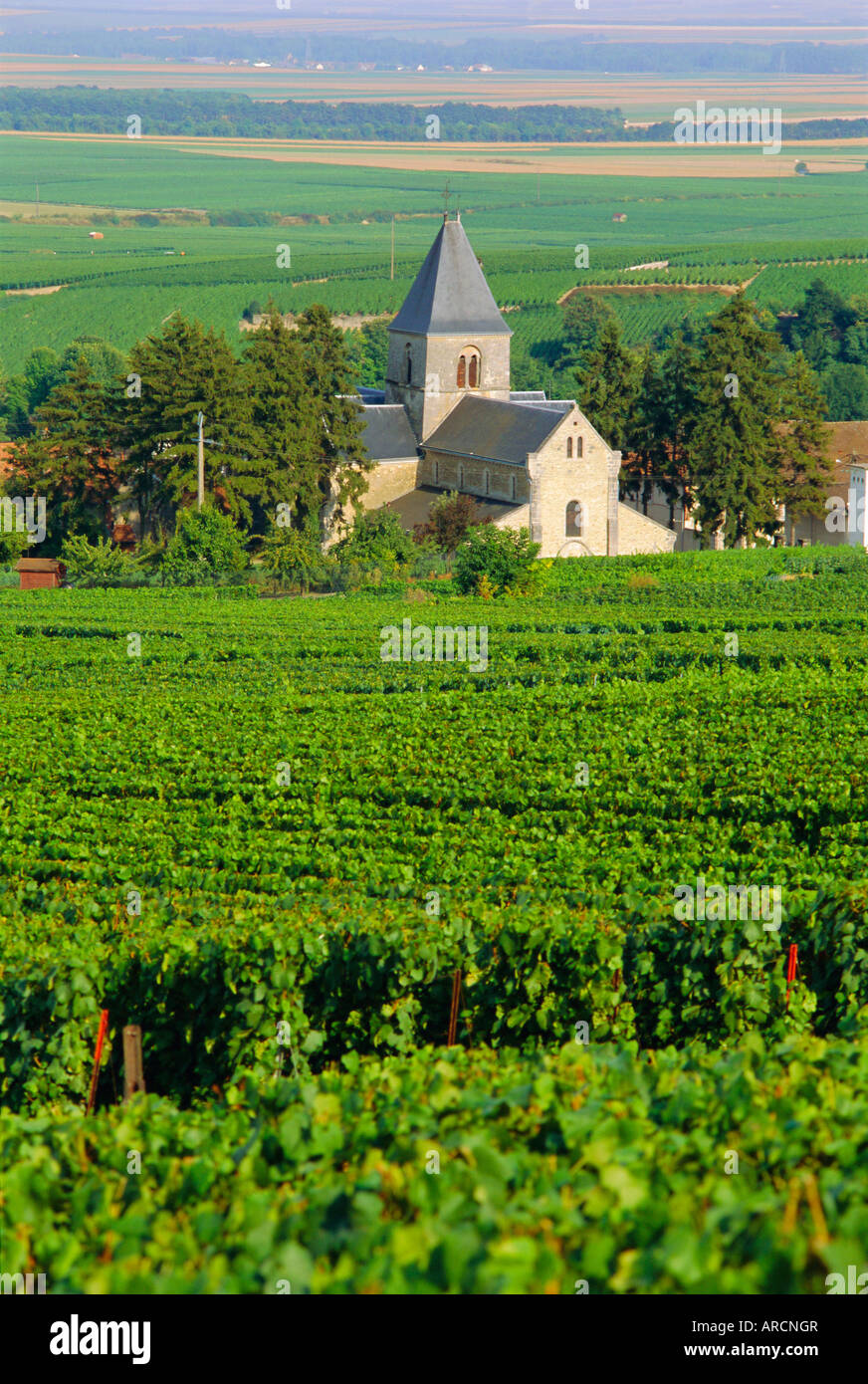 Vineyard, Oger, Champagne, France, Europe Stock Photo