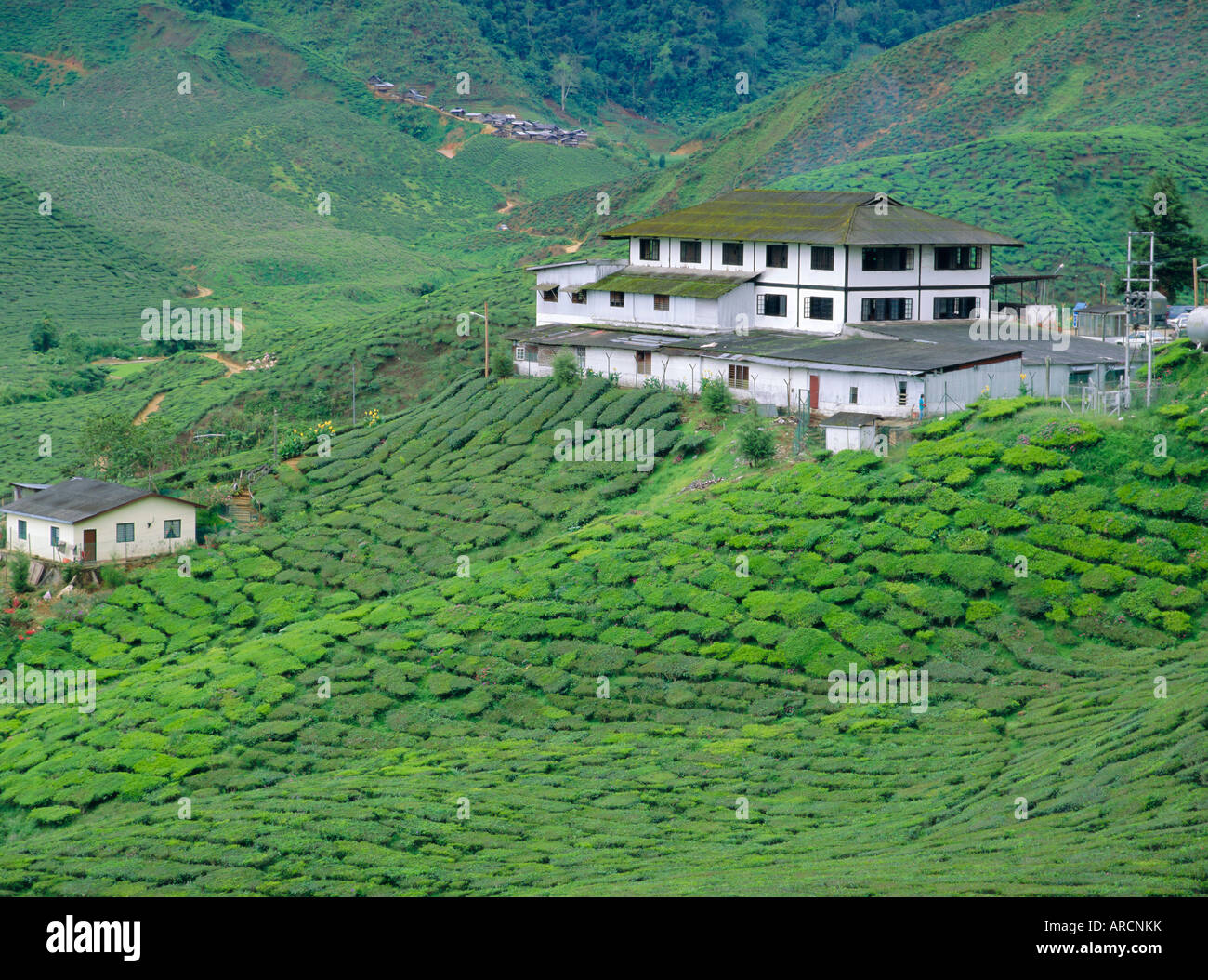 Tea plantations, Cameron Highlands, Malaysia, Asia Stock Photo