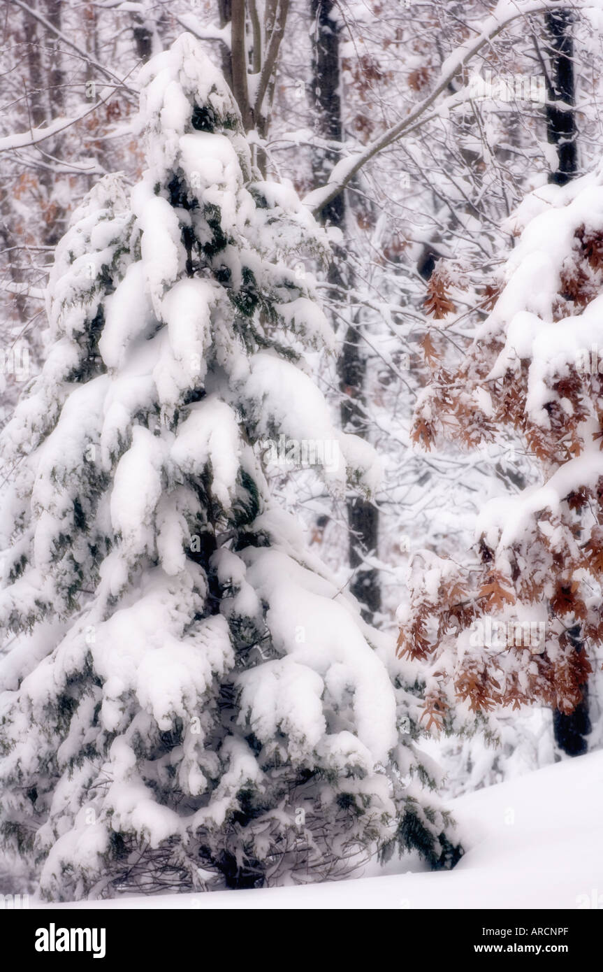 Winter Cypress. Cypress Tree Covered with Snow Stock Photo Alamy
