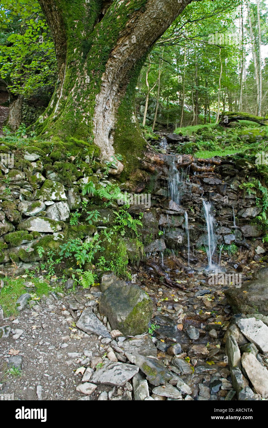 Stream flowing over tree hi-res stock photography and images - Alamy