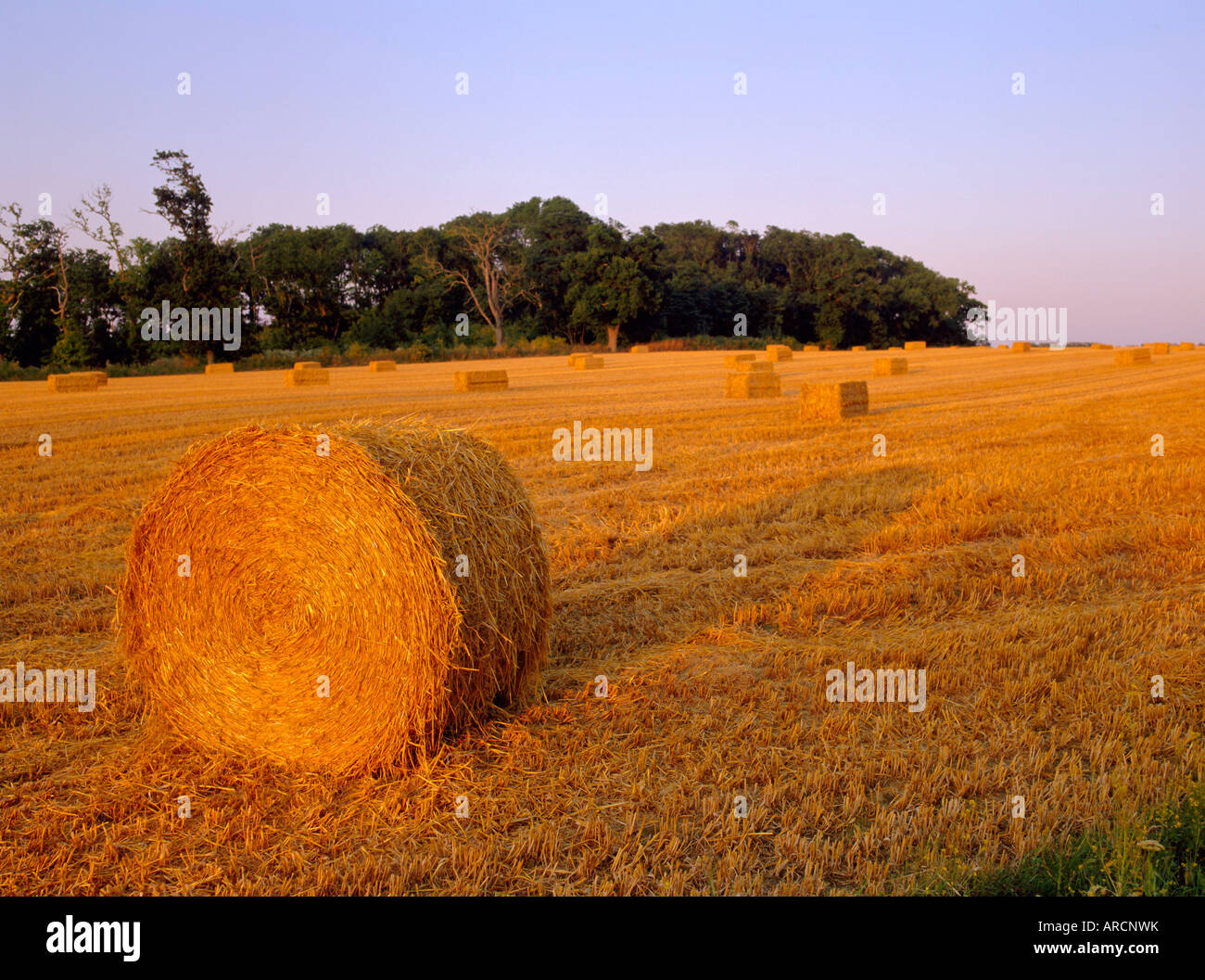 Hay bales, Suffolk, England, UK, Europe Stock Photo Alamy