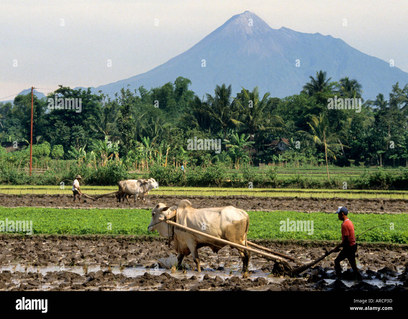 Java Javanese Rice Paddy Field Harvest Cow Bromo Vulcan Plowing Stock ...