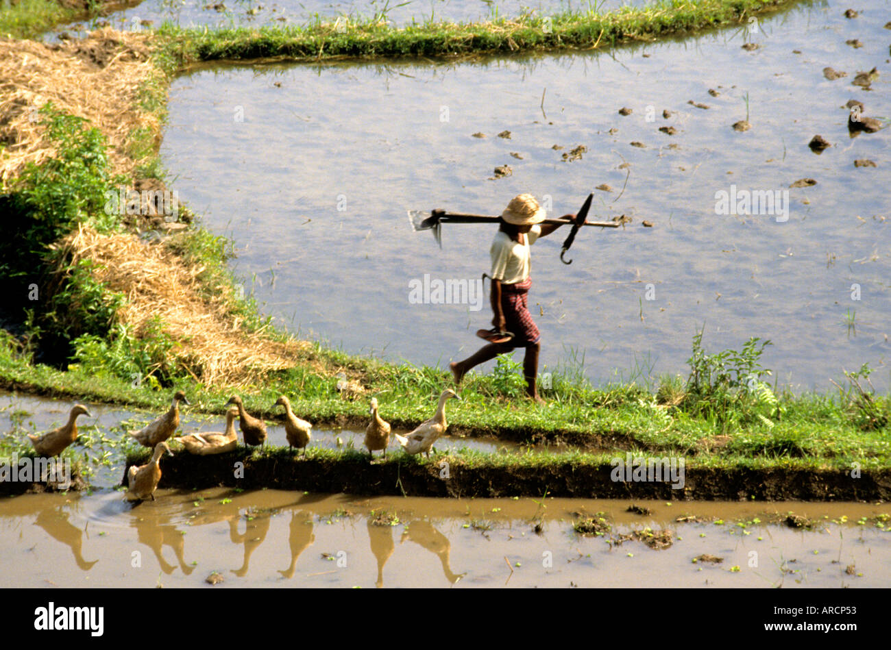 Java Javanese rice paddy field harvest women Stock Photo - Alamy