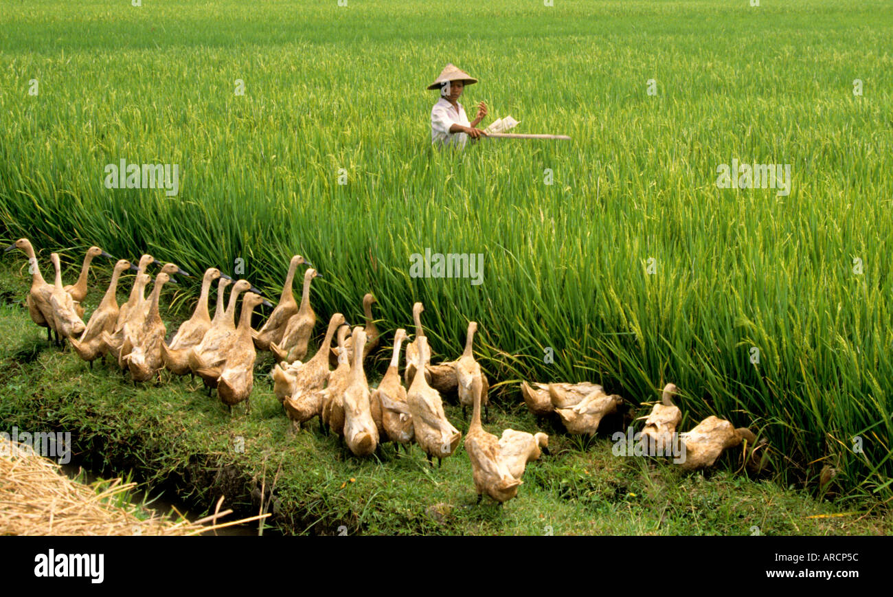 Java Javanese rice paddy field harvest women ducks Stock Photo