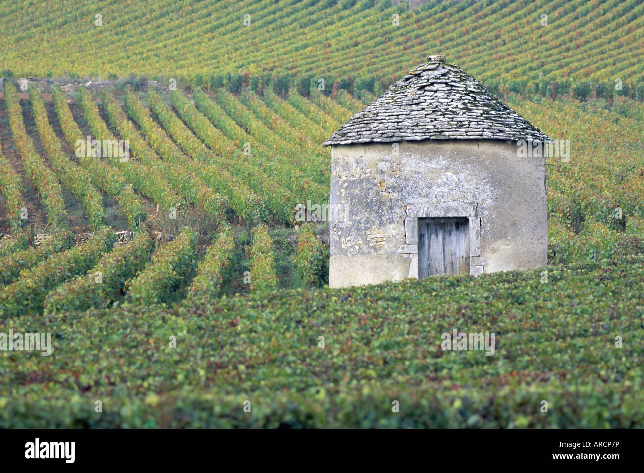 Vineyards, Cote d'Or, Bourgogne (Burgundy), France, Europe Stock Photo
