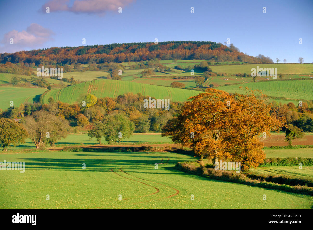 Countryside in autumn in the Otter Valley, Devon, England, UK Stock