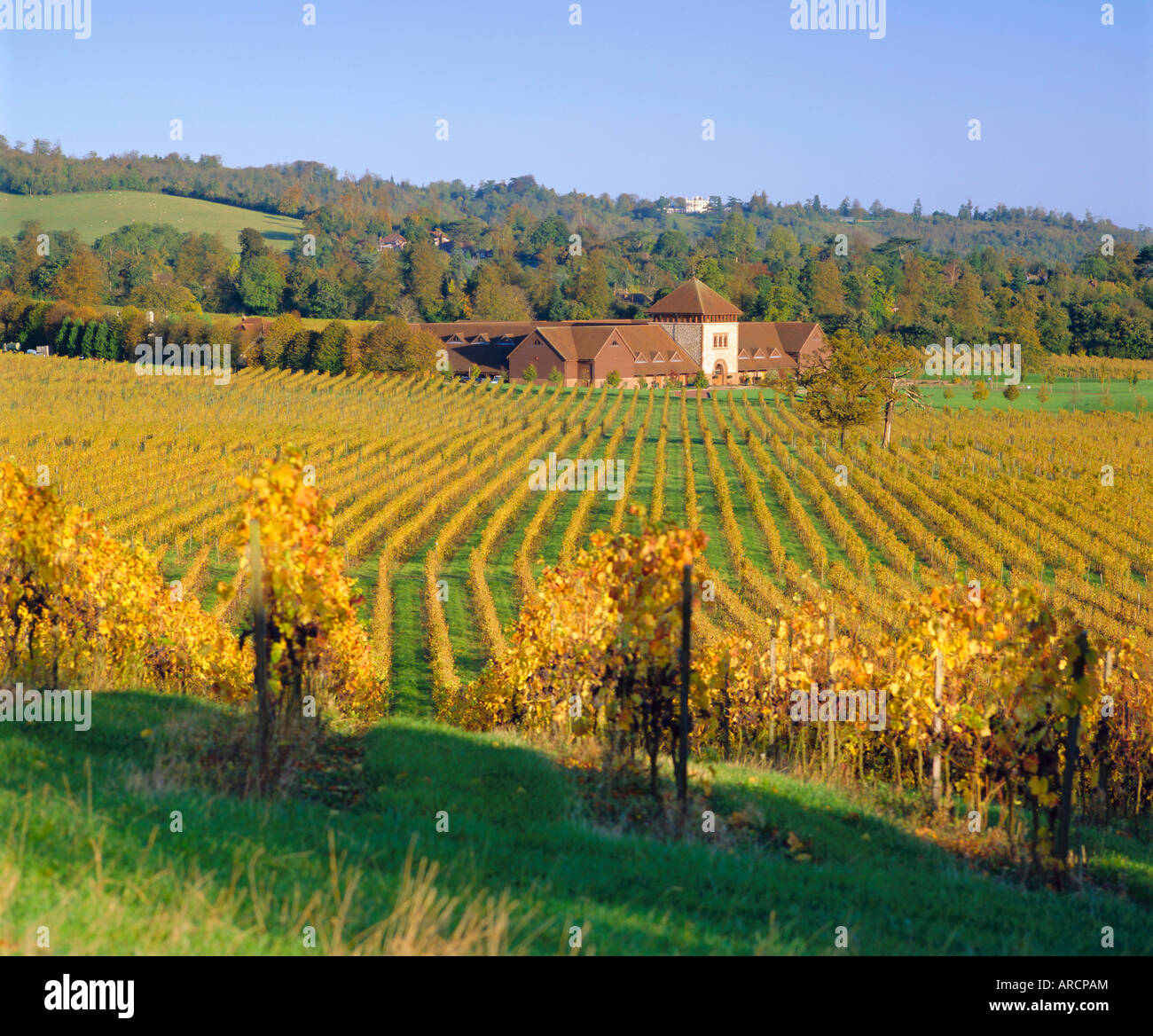 Vineyards, Dorking, Surrey, England Stock Photo