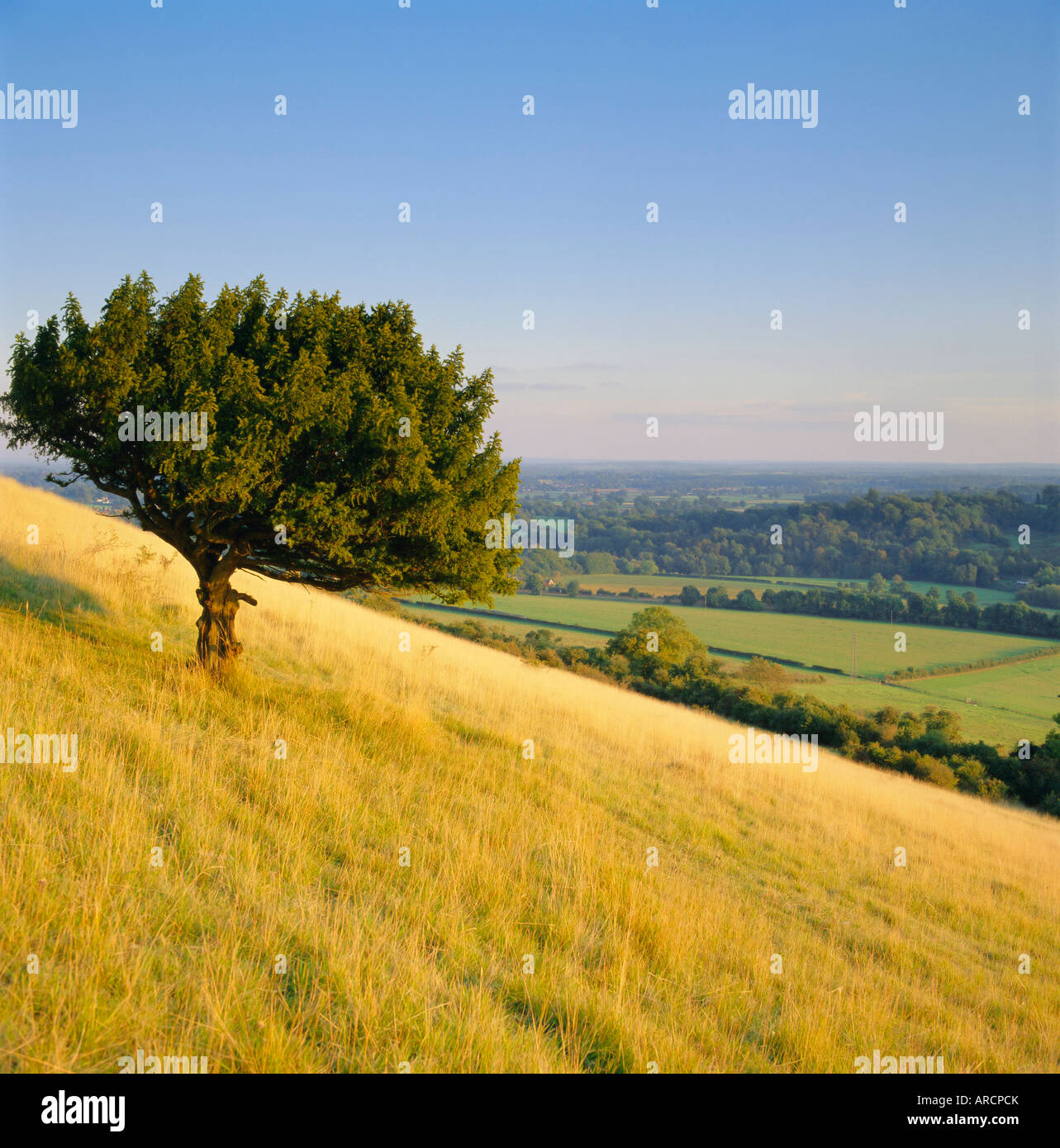 View from Box Hill, near Dorking, Surrey, England Stock Photo