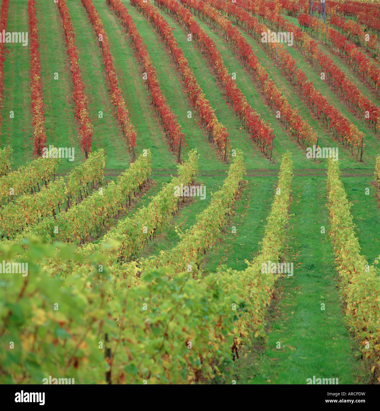 Vineyard, Dorking, Surrey, England, UK, Europe Stock Photo