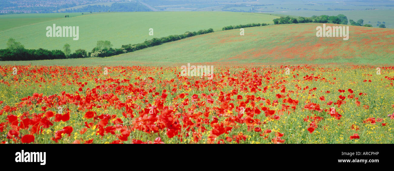 Poppies on the South Downs, Sussex, England, UK, Europe Stock Photo