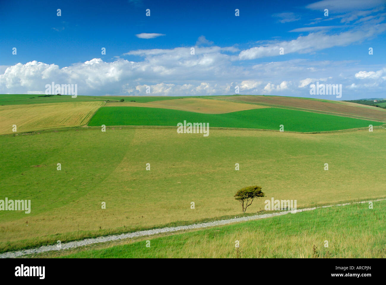 South Downs, East Sussex, England, UK, Europe Stock Photo