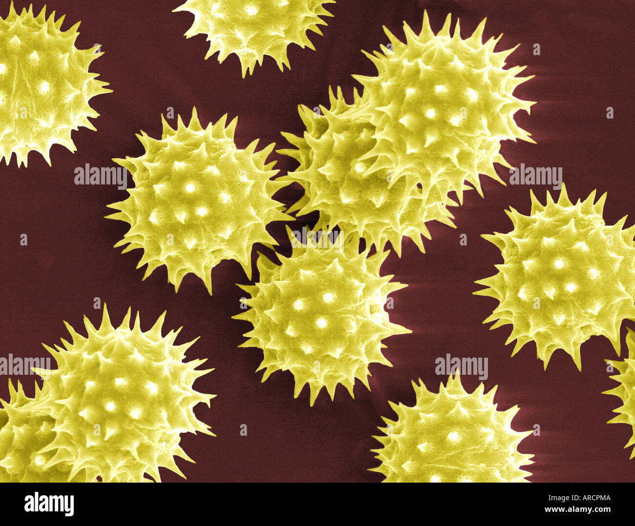Scanning electron microscope image of pollen grains from Helianthus annuus (common sunflower). Stock Photo