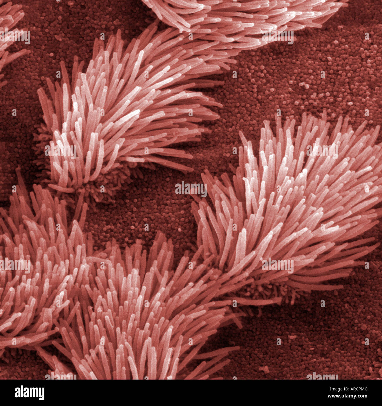 Scanning electron micrograph (SEM) of ciliated epithelium in the respiratory system. Stock Photo