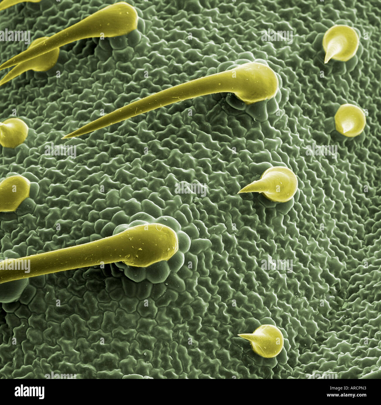 A scanning electron microscope image of Heliotropium (marine heliotrope) lower leaf surface, showing trichomes. Stock Photo