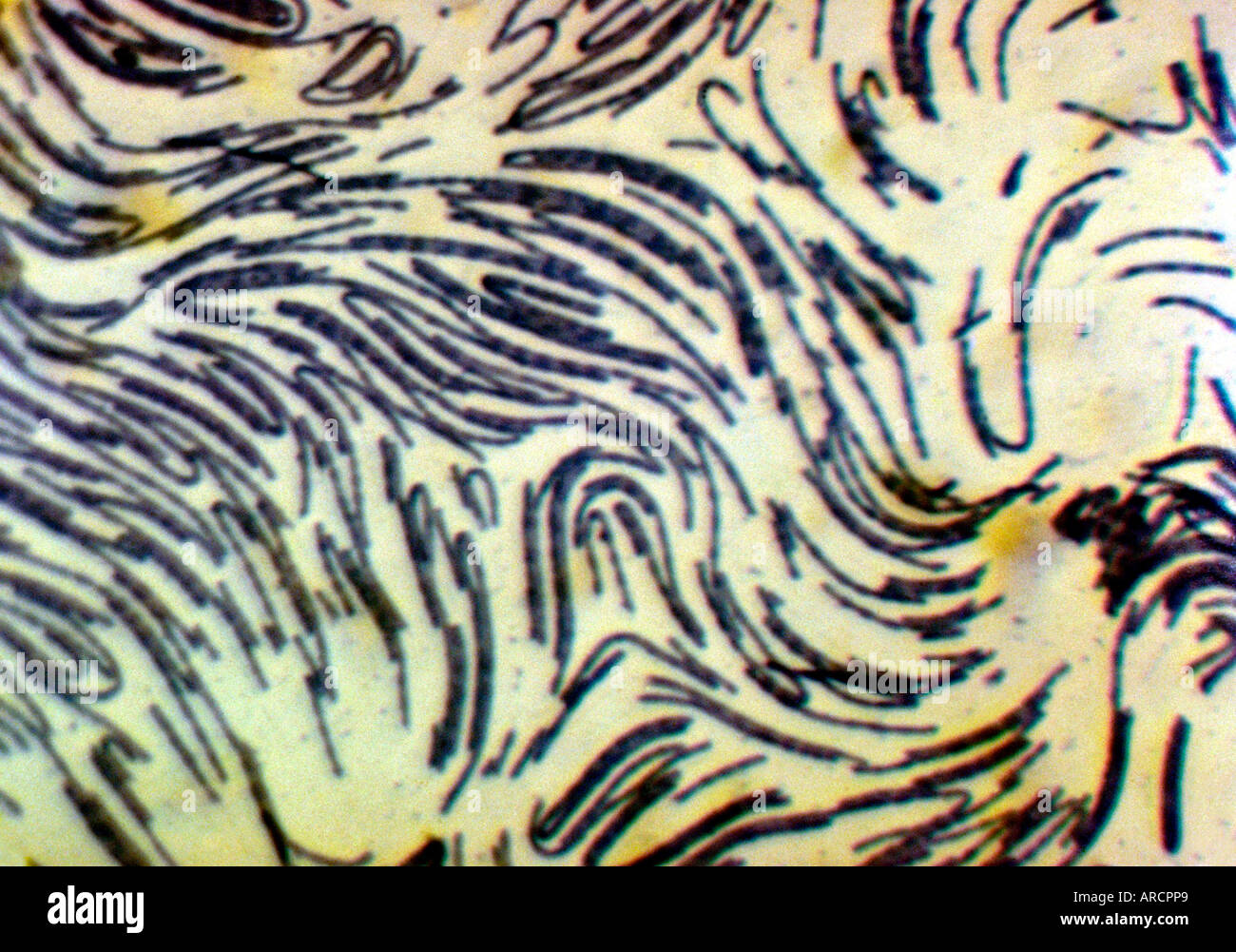 A photomicrograph of Proteus in nile blue. Stock Photo