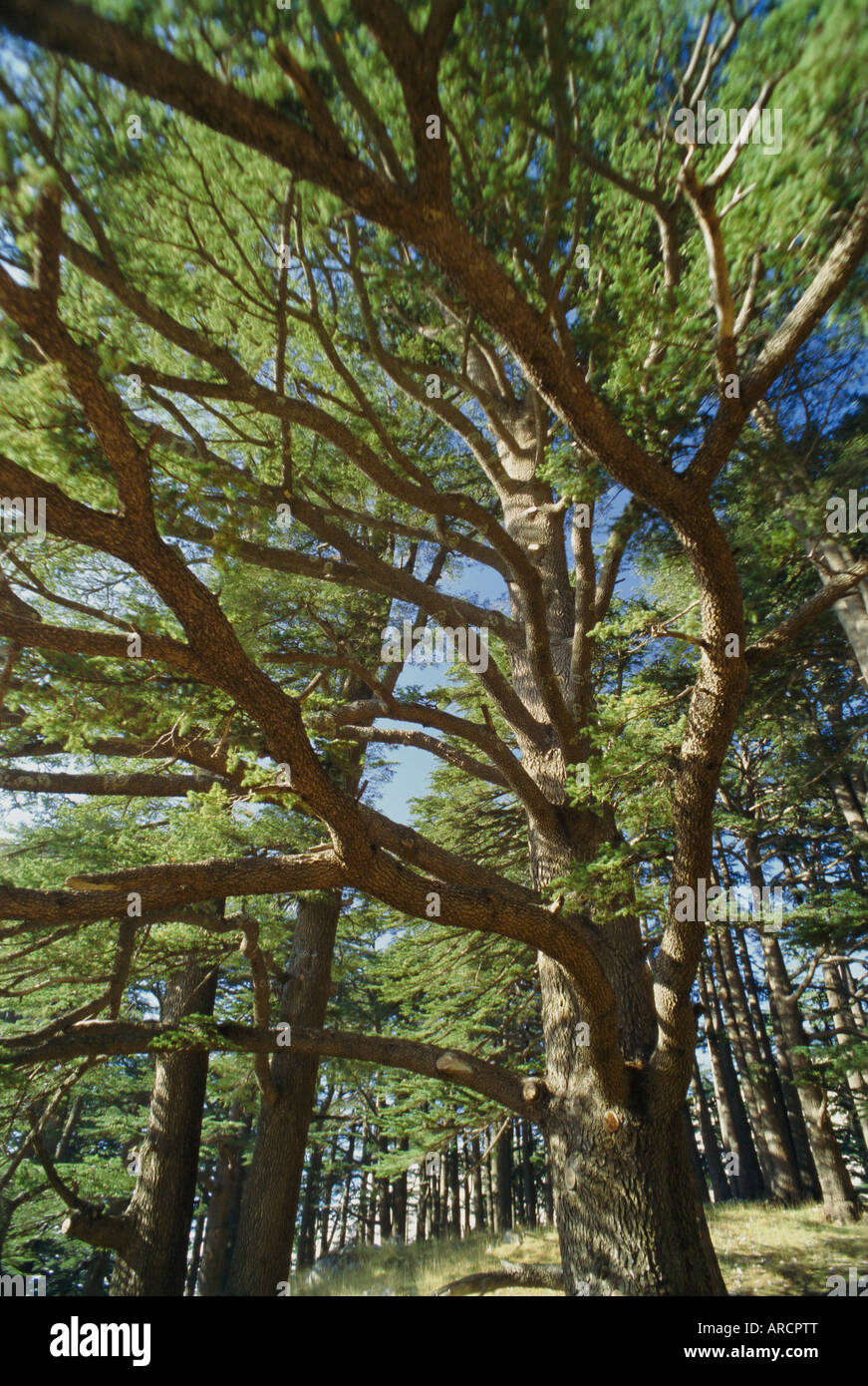 Biblical cedars hires stock photography and images Alamy
