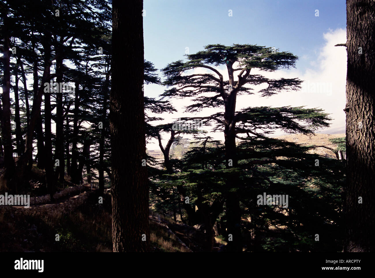 The last remaining forest of biblical cedars in Lebanon, Cedar Forest