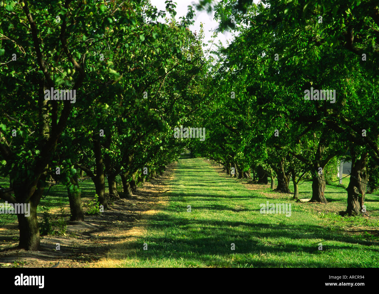 Orchard, New Zealand Stock Photo