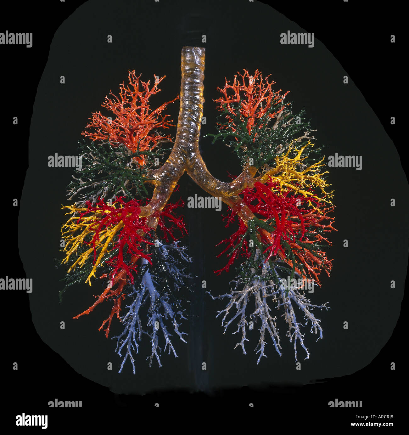 A photograph of a cast of the respiratory tract showing the lungs, bronchi, trachea, and bronchioles. Stock Photo
