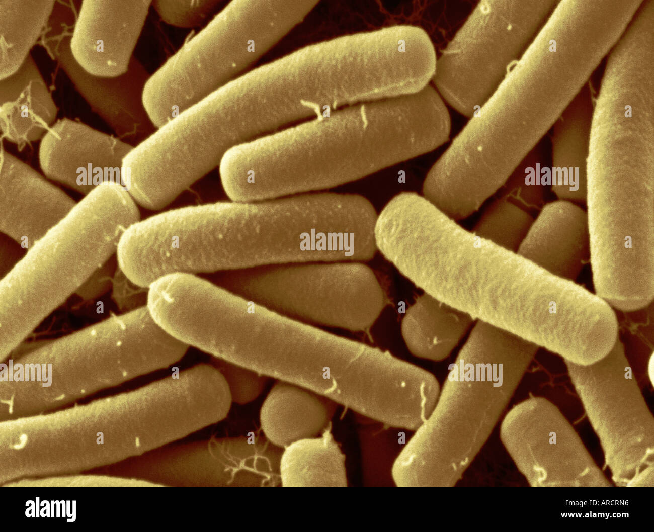Bacillus thuringiensis (Bt) is shown here as smooth bacterial