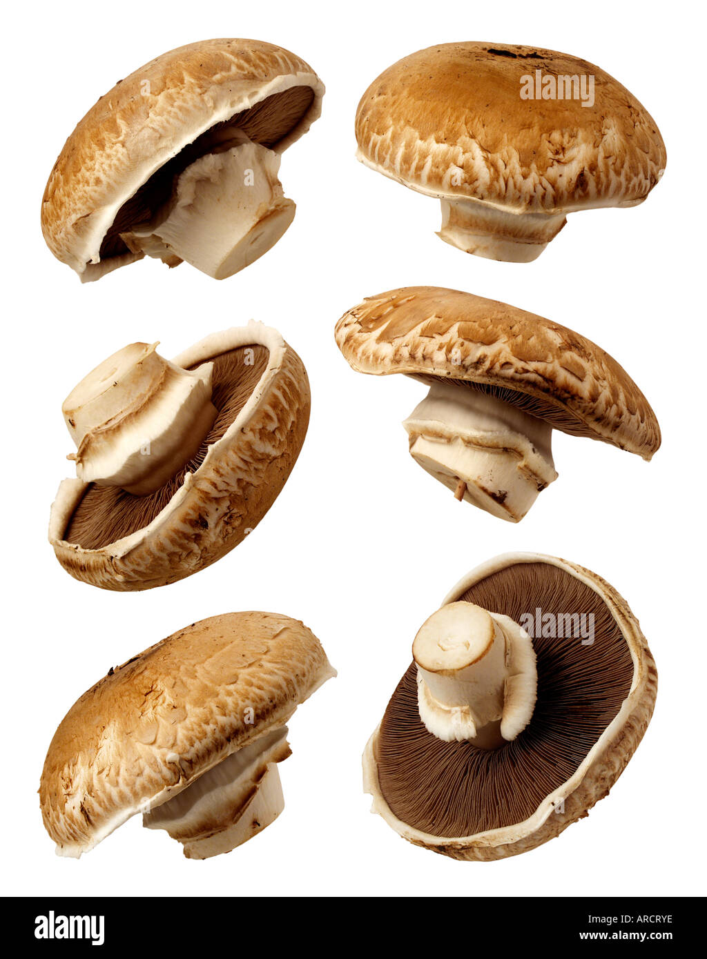 Portobello Mushrooms Isolated Stock Photo - Alamy