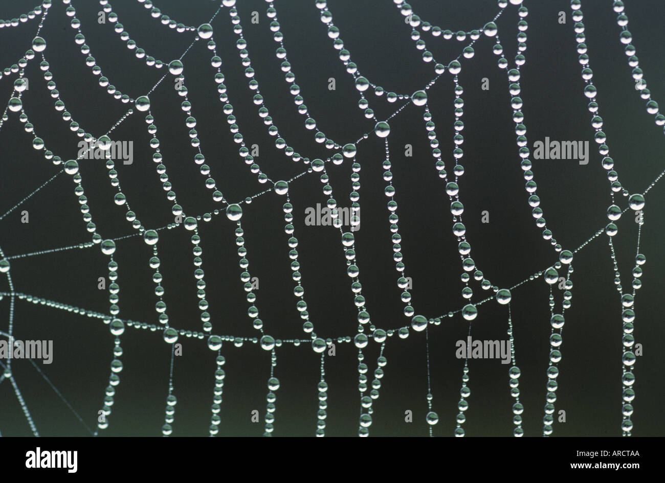 Dew Drops On Orb Spiders Web Stock Photo