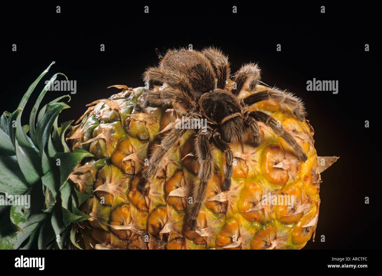 Red Kneed Tarantula Tarantula bracypelma smithi on Imported Pineapple Stock Photo
