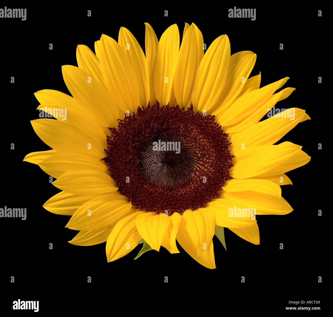 Sunflower Isolated Stock Photo