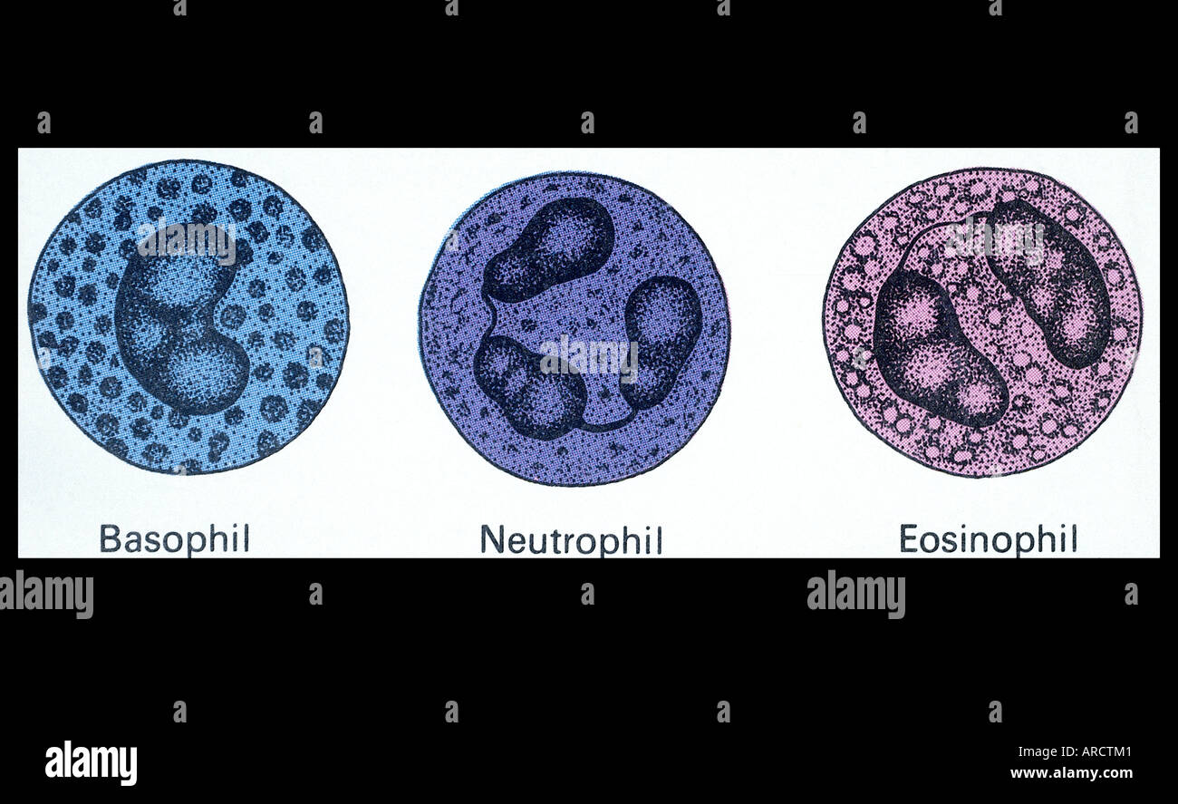 An illustration of a basophil, neutrophil and eosinophil, three type of white blood cell or leukocyte Stock Photo