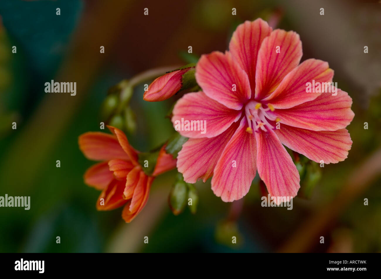 Lewisia American Rockery Plant colorful display for early summer Stock Photo