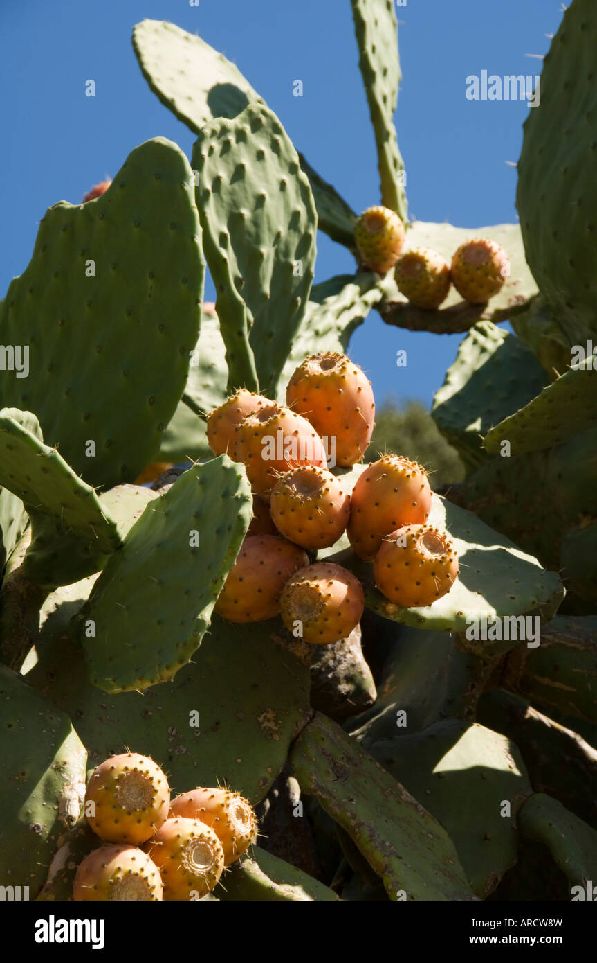 Prickly Pear cactus, Ithaka, Greece, Europe Stock Photo