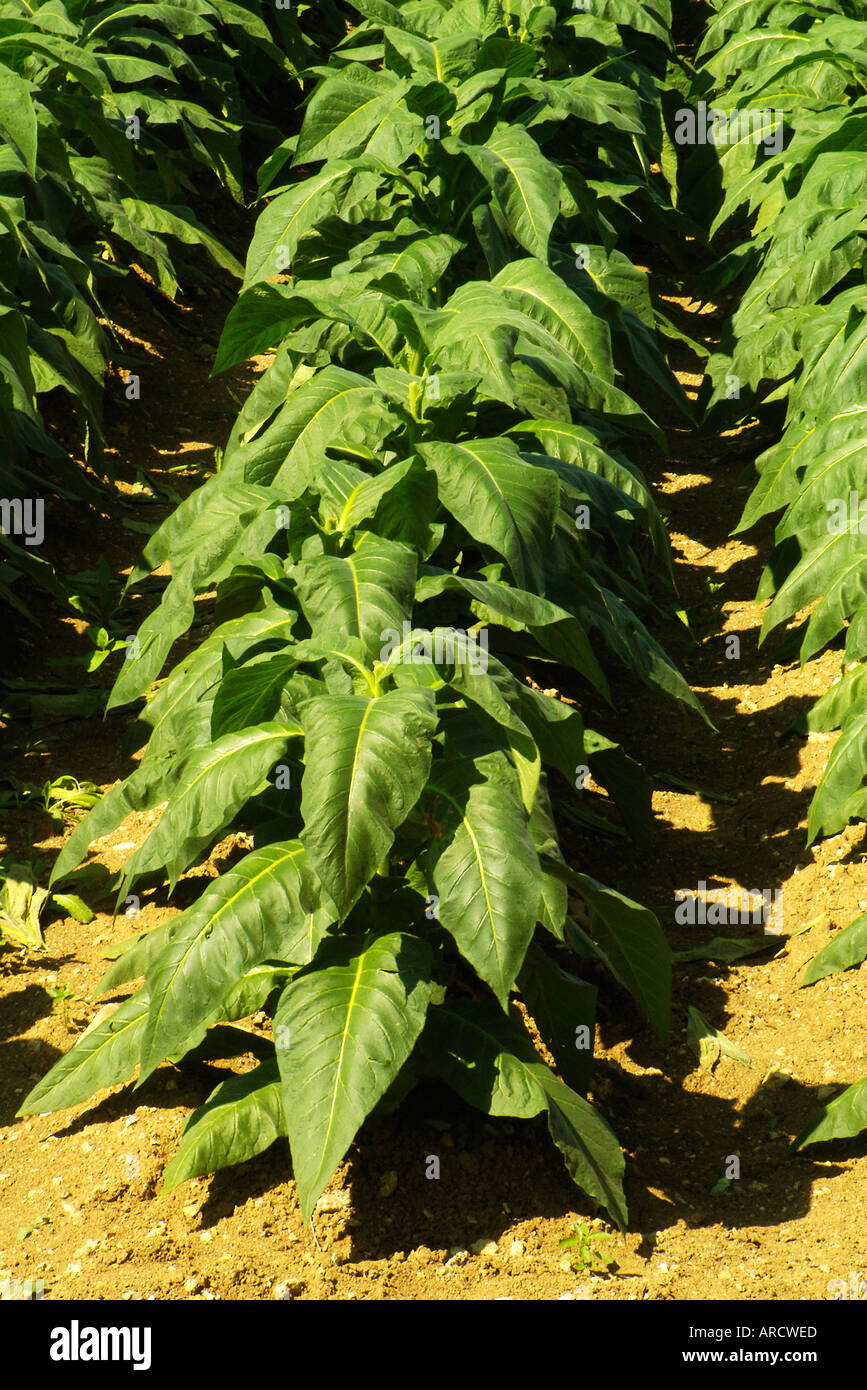 Tobacco growing italy Stock Photo
