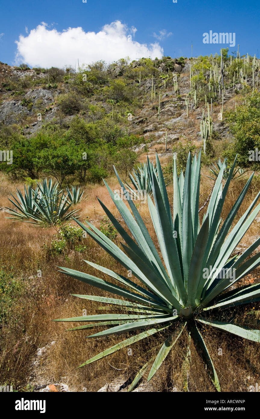 Cactus agave hi-res stock photography and images - Alamy