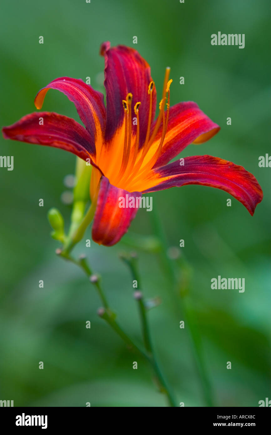 Single flower structure hi-res stock photography and images - Alamy
