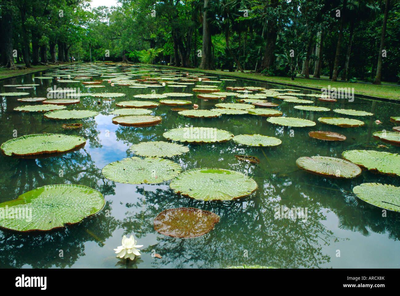 Pamplemousse Botanical Gardens, Mauritius Stock Photo